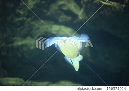 Elegant Bigfin Reef Squid 3 136573924