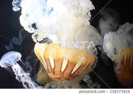 神奇的普羅卡米亞海蕁麻 2 136573928