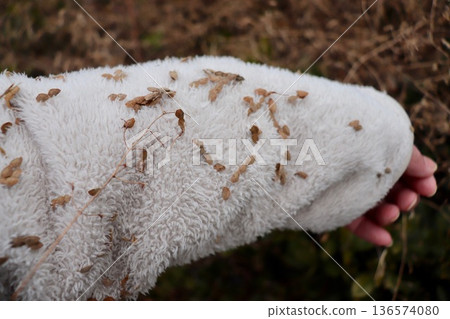 Jacket with Nusubitohagi seeds 1 136574080