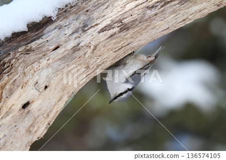 Siberian Nuthatch, White-bellied Nuthatch, Ezo Finch, Hokkaido Wild Birds 136574105