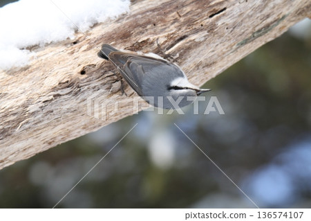 西伯利亞䴓、白腹䴓、蝦夷雀、北海道野生鳥類 西伯利亞䴓、白腹䴓、蝦夷雀、北海道野生鳥類 136574107