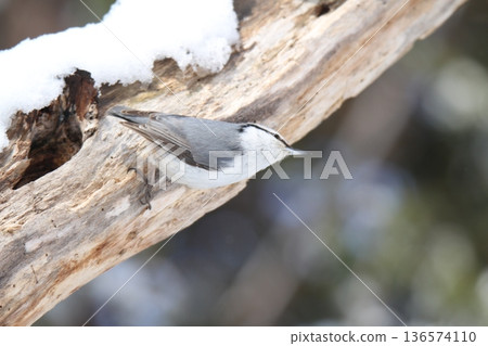 西伯利亞䴓、白腹䴓、蝦夷雀、北海道野生鳥類 西伯利亞䴓、白腹䴓、蝦夷雀、北海道野生鳥類 136574110
