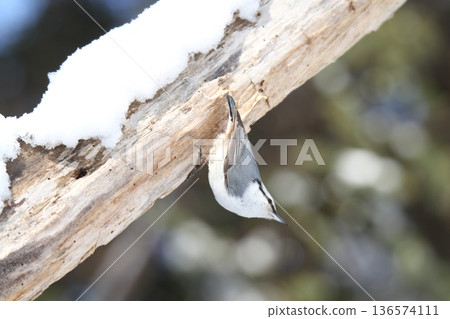 Siberian Nuthatch, White-bellied Nuthatch, Ezo Finch, Hokkaido Wild Birds 136574111
