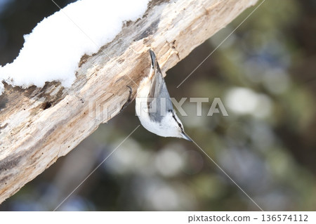 西伯利亞䴓、白腹䴓、蝦夷雀、北海道野生鳥類 136574112