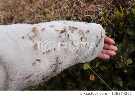 Jacket with Nusubitohagi seeds - 2 136574255