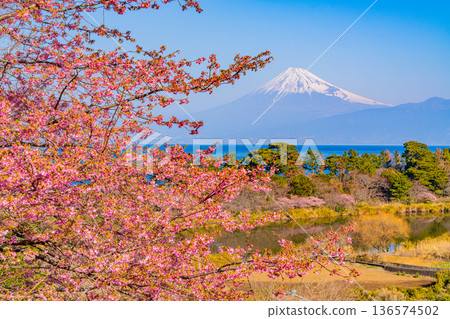 (Shizuoka Prefecture) Mount Fuji as seen from Nishiizu Ida in early spring when Kawazu cherry blossoms bloom (Shizuoka Prefecture) Mount Fuji as seen from Nishiizu Ida in early spring when Kawazu cherry blossoms bloom 136574502