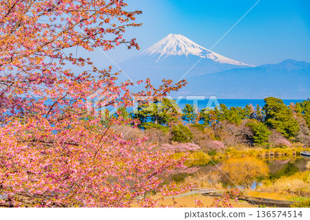 (Shizuoka Prefecture) Mount Fuji as seen from Nishiizu Ida in early spring when Kawazu cherry blossoms bloom 136574514