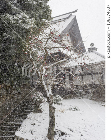 有雪的柿子樹 136574637