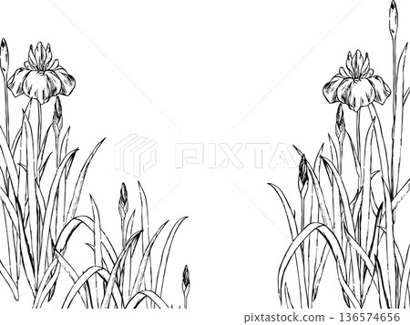 Iris background illustration 136574656