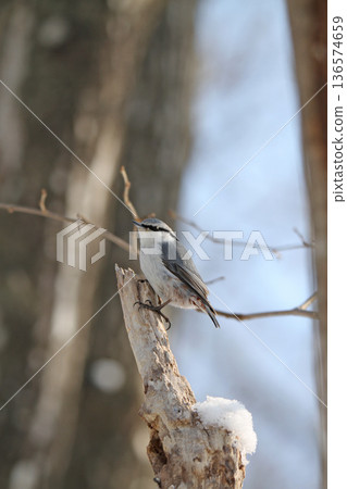 Siberian Nuthatch, White-bellied Nuthatch, Ezo Finch, Hokkaido Wild Birds 136574659