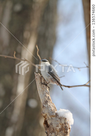西伯利亞䴓、白腹䴓、蝦夷雀、北海道野生鳥類 西伯利亞䴓、白腹䴓、蝦夷雀、北海道野生鳥類 136574660