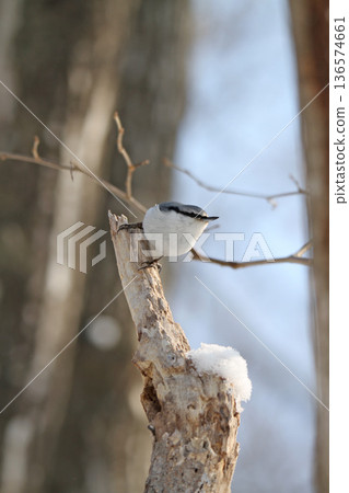 西伯利亞䴓、白腹䴓、蝦夷雀、北海道野生鳥類 136574661