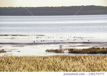 A flock of wild birds gathering at Notsuke Bay at dusk A flock of wild birds gathering at Notsuke Bay at dusk 136574777