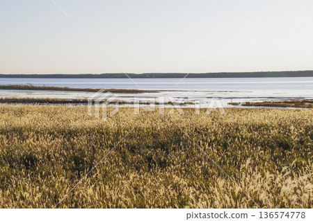 黃昏時分,一群野生鳥類聚集在野付灣。 黃昏時分,一群野生鳥類聚集在野付灣。 136574778
