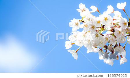 Calm blue sky and pink cherry blossoms in spring Calm blue sky and pink cherry blossoms in spring 136574925