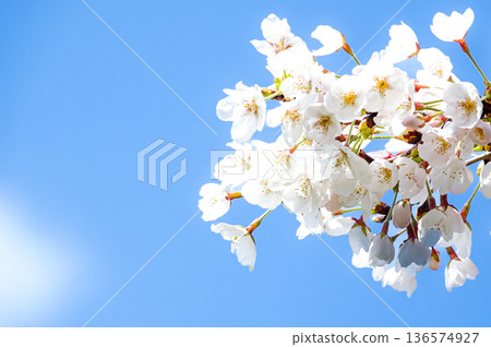 Calm blue sky and pink cherry blossoms in spring Calm blue sky and pink cherry blossoms in spring 136574927