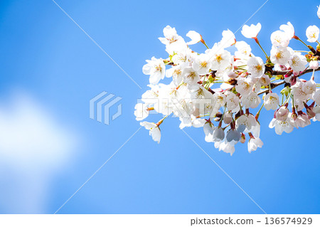 Calm blue sky and pink cherry blossoms in spring 136574929