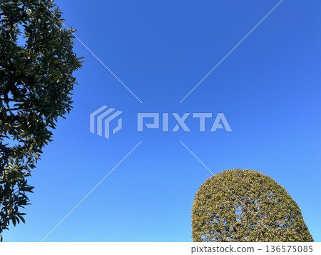 A cute, rounded tree that has been pruned A cute, rounded tree that has been pruned 136575085