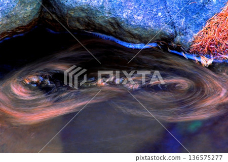Fallen larch leaves floating on the water 136575277