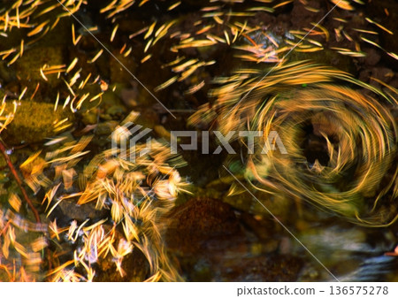 Fallen larch leaves floating on the water surface Fallen larch leaves floating on the water surface 136575278
