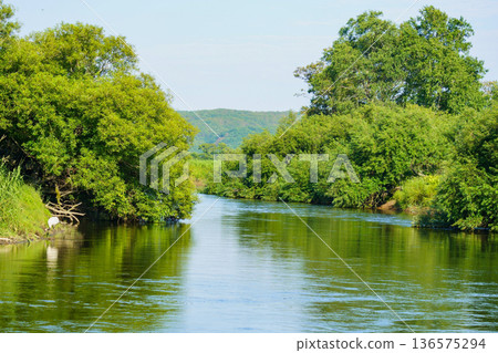 Kushiro Marsh in summer - The gently flowing Kushiro River Kushiro Marsh in summer - The gently flowing Kushiro River 136575294