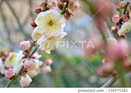 白花花 白花花 136575362