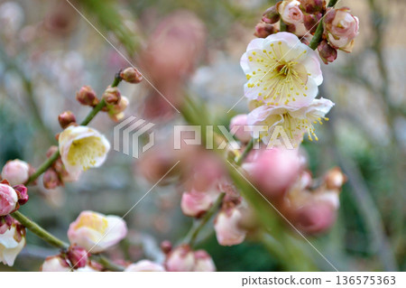景觀與梅花 景觀與梅花 136575363