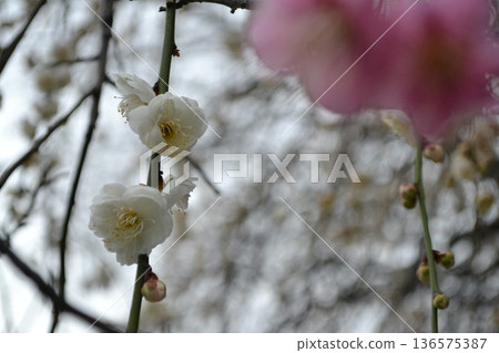 梅花告訴春天 梅花告訴春天 136575387