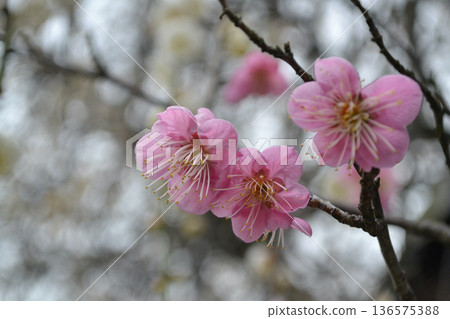 梅花告訴春天的到來 梅花告訴春天的到來 136575388
