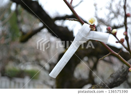 繫在李子樹上的幸運簽 繫在李子樹上的幸運簽 136575390
