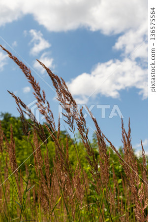 Calamagrostis epigejos sways gently in the breeze under a bright blue sky dotted with fluffy clouds in a lush green landscape Calamagrostis epigejos sways gently in the breeze under a bright blue sky dotted with fluffy clouds in a lush green landscape 136575564