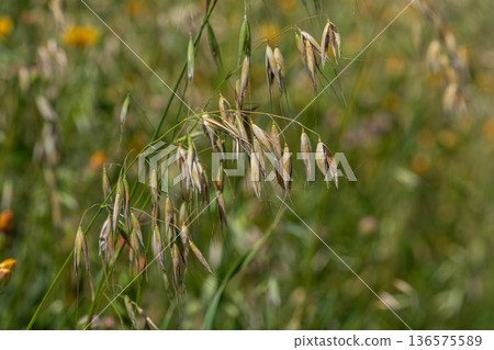 Wild oat Avena fatua thrives in a sunny meadow filled with diverse flora during summer season showcasing its distinctive seed heads 136575589