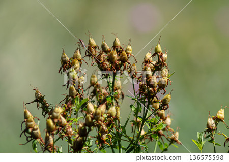 St John s Wort blooms in a natural setting showcasing distinctive yellow flowers and green foliage during summer months 136575598