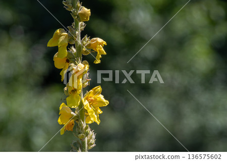 Common mullein blooms tall in a sunlit meadow showcasing vibrant yellow flowers among lush green foliage during the summer month of July Common mullein blooms tall in a sunlit meadow showcasing vibrant yellow flowers among lush green foliage during the summer month of July 136575602