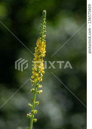 Common agrimony stands tall with vibrant yellow flowers in a sunny meadow during late spring showcasing its unique beauty and ecological importance Common agrimony stands tall with vibrant yellow flowers in a sunny meadow during late spring showcasing its unique beauty and ecological importance 136575609