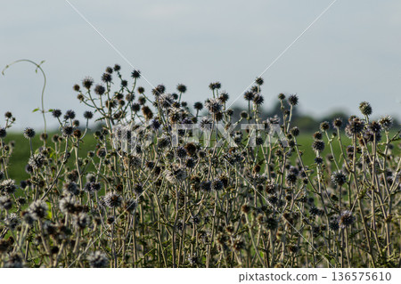 Blooming echinops sphaerocephalus showcases spiky floral heads against the backdrop of a green landscape on a sunny day in summer Blooming echinops sphaerocephalus showcases spiky floral heads against the backdrop of a green landscape on a sunny day in summer 136575610