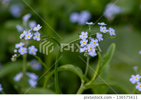 Beautiful clusters of Myosotis flowers bloom in a lush green meadow during spring showcasing their delicate blue petals and yellow centers Beautiful clusters of Myosotis flowers bloom in a lush green meadow during spring showcasing their delicate blue petals and yellow centers 136575611