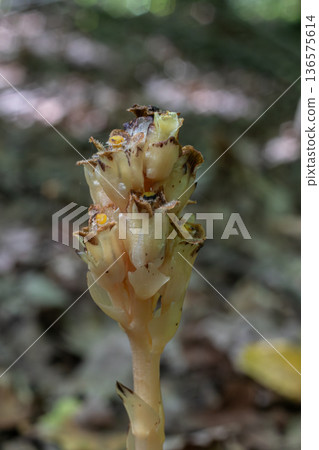Yellow bird's-nest plant stands out in forest undergrowth highlighting its unique saprophytic nature 136575614
