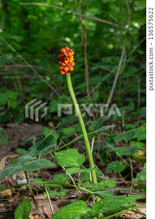 Cuckoo pint plant featuring bright orange berries amidst lush green foliage in a woodland setting during late spring Cuckoo pint plant featuring bright orange berries amidst lush green foliage in a woodland setting during late spring 136575622