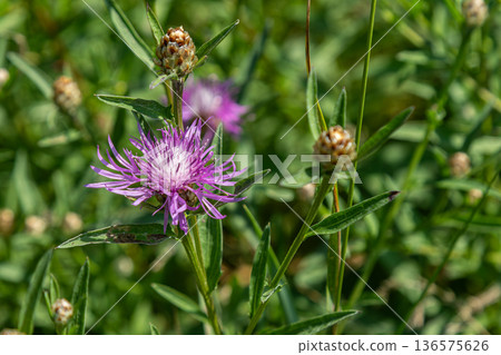 Blooming Centaurea jacea in a vibrant green field during late spring showcases its striking purple flowers and budding blooms 136575626
