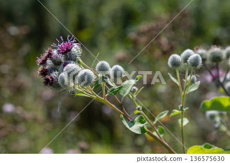 Woolly burdock Arctium tomentosum blooms in a natural meadow during late summer showcasing vibrant purple and green colors against a blurred background Woolly burdock Arctium tomentosum blooms in a natural meadow during late summer showcasing vibrant purple and green colors against a blurred background 136575630