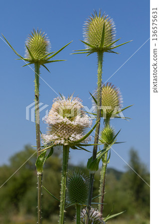 Wild teasel grows prominently under the clear blue sky showcasing its unique thistle-like flowers and spiky foliage in a natural setting 136575631