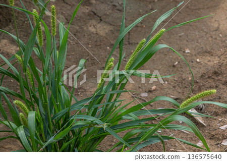 Green foxtail Setaria viridis growing in a dry sandy soil environment with slender leaves and seed heads 136575640