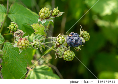 Fresh Rubus blackberry plant showcasing ripening fruit in a lush garden during summer sunlight 136575643