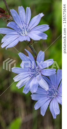 Chicory flowers bloom in a natural setting during early summer displaying vibrant blue petals and green foliage nearby 136575644