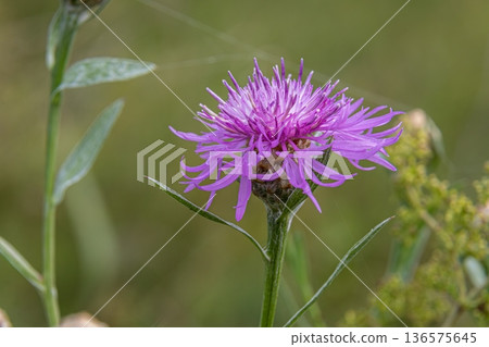 Brown Knapweed blooming among green foliage in a natural setting during late spring 136575645