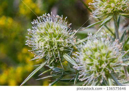 Field Eryngo blooms in a natural habitat displaying intricate details and vibrant colors during late spring in a meadow environment Field Eryngo blooms in a natural habitat displaying intricate details and vibrant colors during late spring in a meadow environment 136575646