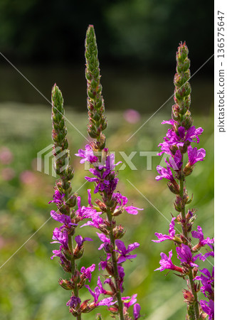 Lythrum salicaria blooms in vibrant purple beside a river at midday showcasing its distinctive spiked flower structure and lush green backdrop Lythrum salicaria blooms in vibrant purple beside a river at midday showcasing its distinctive spiked flower structure and lush green backdrop 136575647