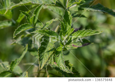 Water mint thrives in a natural habitat showcasing vibrant green leaves under sunlight in a lush environment during a warm summer day 136575648