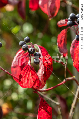 Vibrant red leaves of Cornus sanguinea showcasing berries in a lush garden during autumn sunlight 136575653